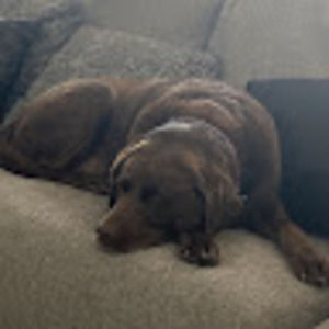 Meet your Posher, Grace